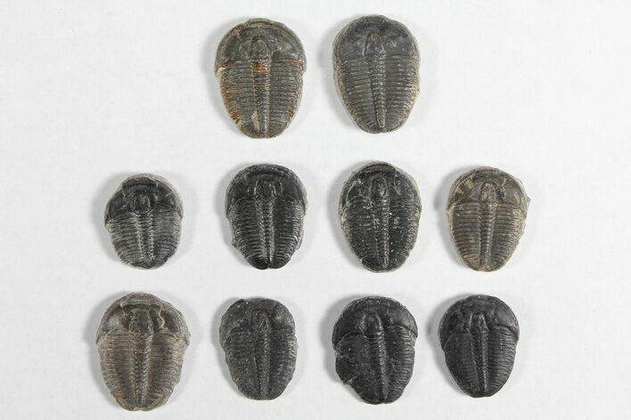 Lot: / Elrathia Trilobites - Pieces #92016